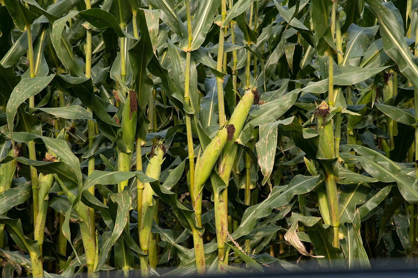 Corn growing in a field