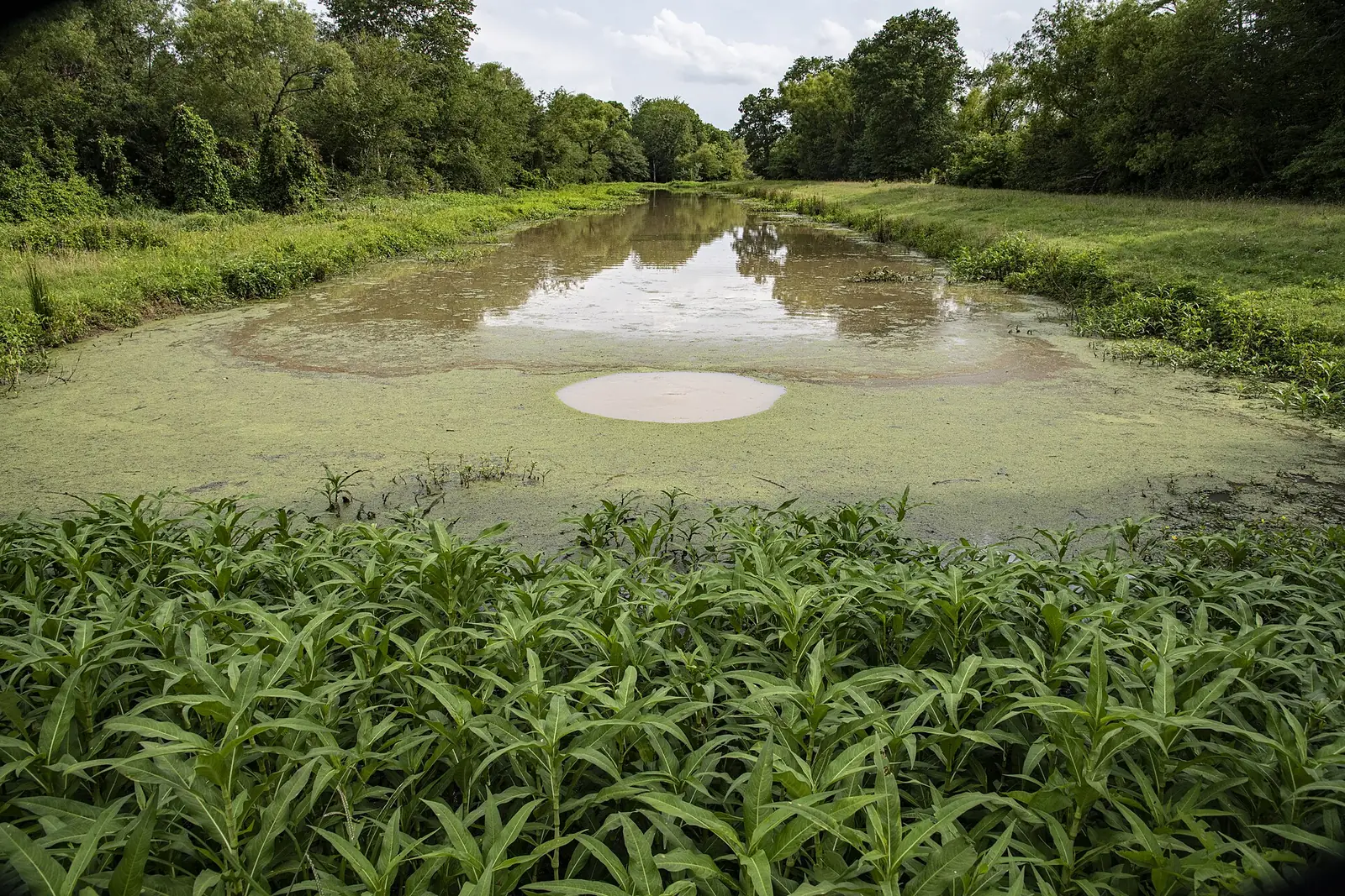 Farm pond surrounded by crops
