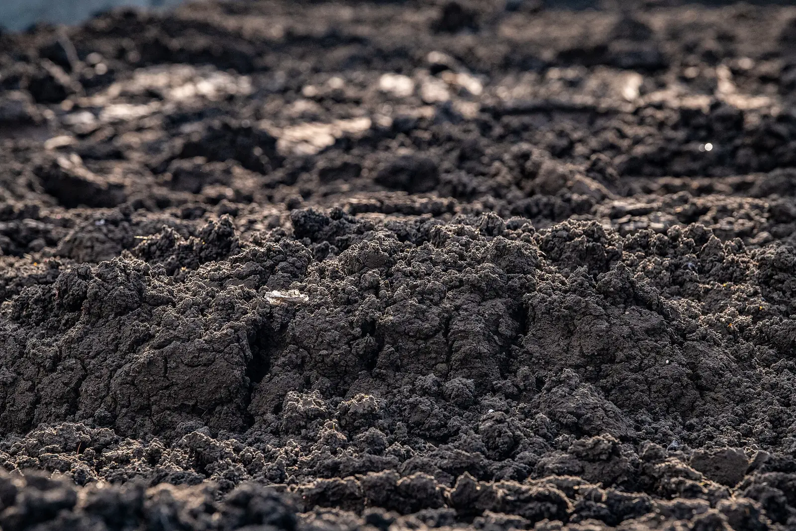 Close-up of dark soil